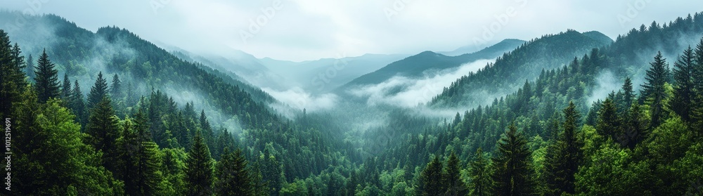 Misty Mountain Forest Misty Mountain Forest