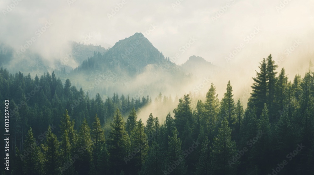 A Foggy Mountaintop Forest With Tall Trees A Foggy Mountaintop Forest With Tall Trees