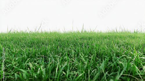 Wallpaper Mural green grass field isolated on transparent or white background for display products  Torontodigital.ca