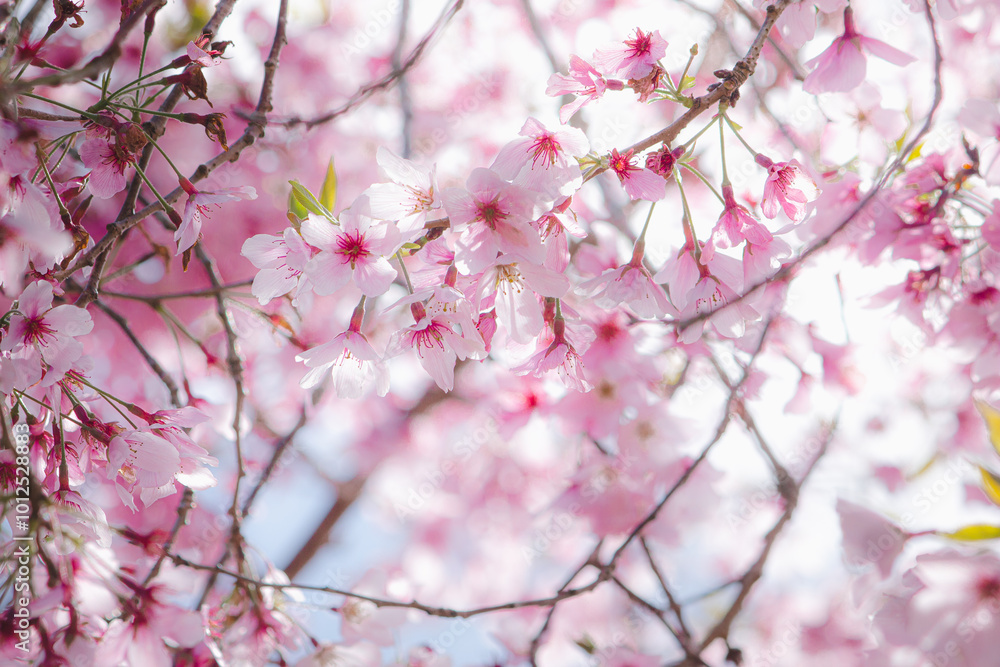 pink cherry blossom pink cherry blossom