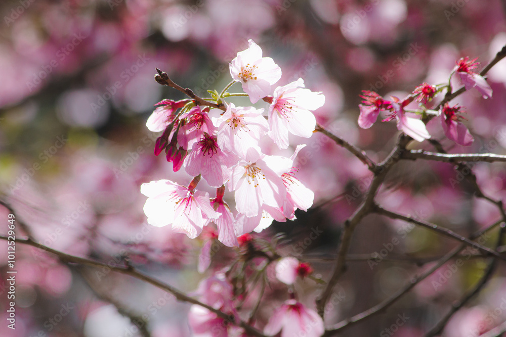 pink cherry blossom pink cherry blossom
