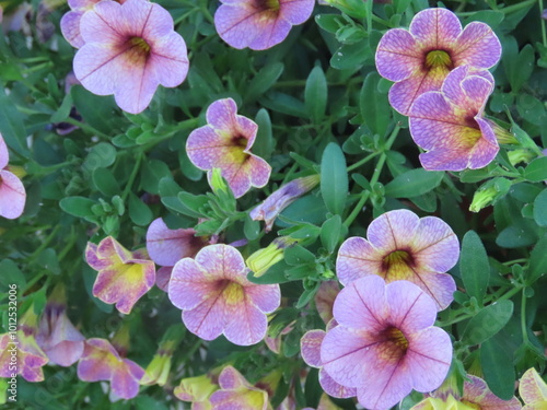 pink flowers in the garden