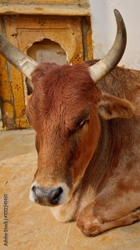 Holy animal carefree Indian cow lying resting on the street of Jaisalmer. Rajasthan, India photo