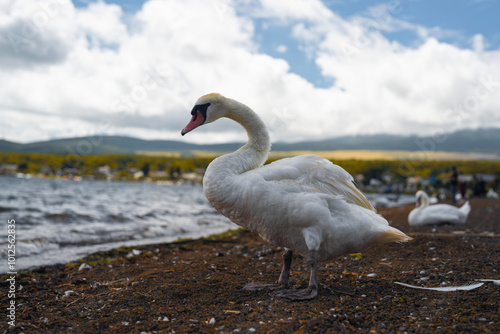 白鳥と湖 photo