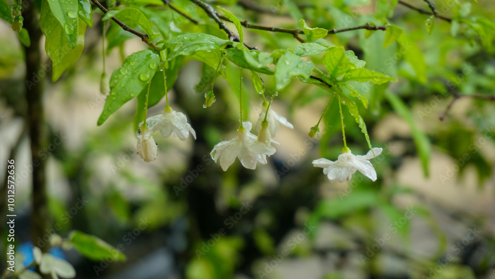 Fresh White Flower Covered in Rain Droplets Fresh White Flower Covered in Rain Droplets