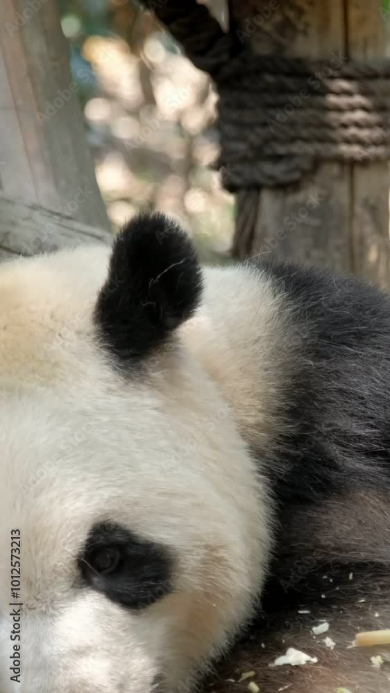 Chinese tourist attraction - giant panda bear eating bamboo. Chengdu, Sichuan, China Chinese tourist attraction - giant panda bear eating bamboo. Chengdu, Sichuan, China