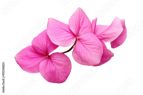 A fresh pink bougainvillea flower with detailed petals, captured in high resolution on white background.