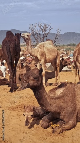 Camels at Pushkar mela camel fair in field. Pushcar Camera Fair is a famous indian festival and camel trade fair. Pushkar, Rajasthan, India photo