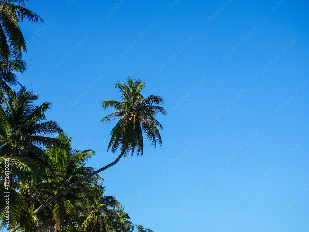Coconut tree on background blue sky. Coconut trees and the sky that give a fresh feeling, the sea, a long holiday and a relaxing day. Fruits that can be used for cooking. Coconut tree on background blue sky. Coconut trees and the sky that give a fresh feeling, the sea, a long holiday and a relaxing day. Fruits that can be used for cooking.