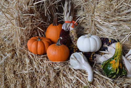 Pumpkins of Autumn