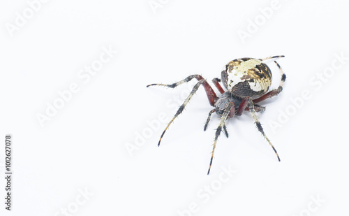 Gravid Female adult red femured spotted orbweaver spider - Neoscona domiciliorum - with bright white or yellow marking on the back of the abdomen and first segment of each leg is red. Top front view photo