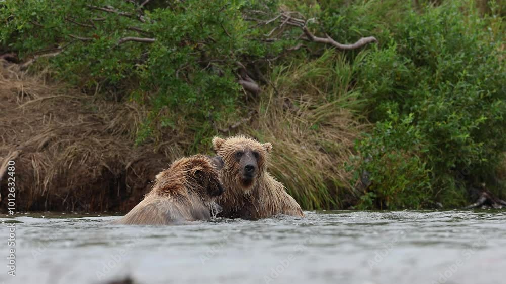 Bears fighting in Katmai, Alaska Bears fighting in Katmai, Alaska