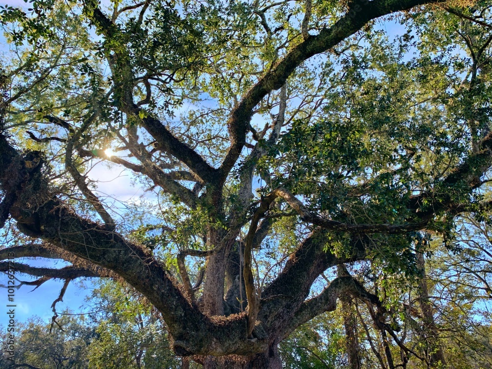 Obraz premium the tree of life a green leaf tree with many branches under the blue sky on a sunny day 