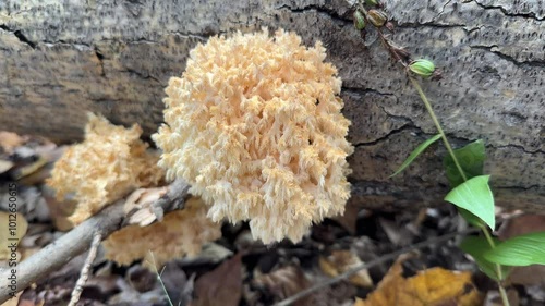 Delicate Hericium coralloides mushroom clings to a decaying tree trunk, its coral-like tendrils unfurling amidst the tranquil, moss-covered forest floor.