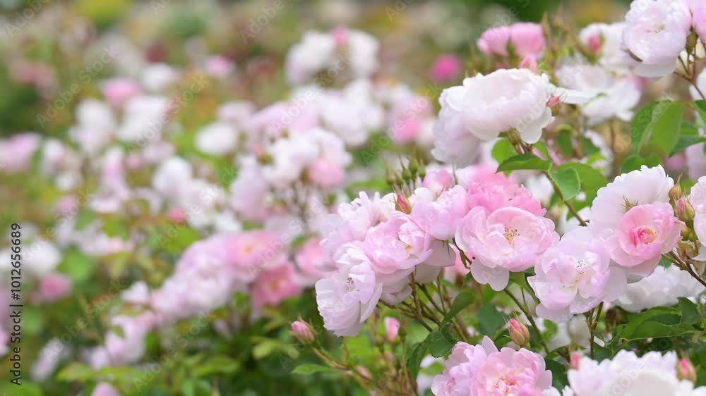 美しいバラ園のバラの花 美しいバラ園のバラの花