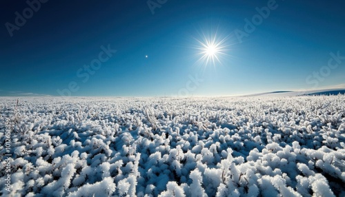 Snowcovered meadow with frosttouched wildflowers and a single Christmas star shining brightly above the horizon photo