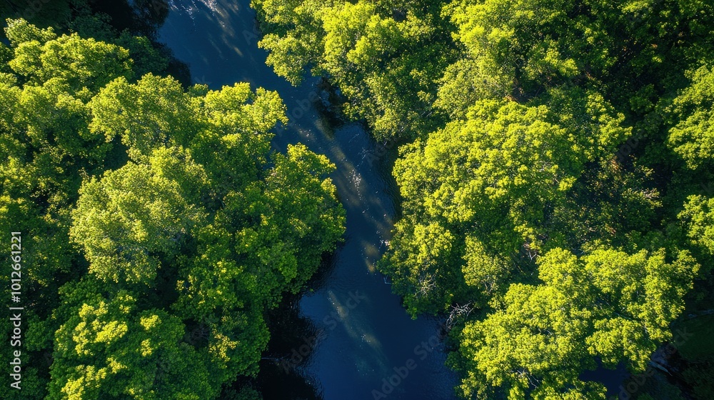 Aerial View of a River Winding Through a Lush Forest Aerial View of a River Winding Through a Lush Forest