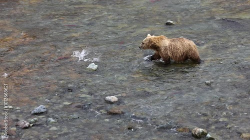 Brown Bear Fishing for Salmon in Katmai, Alaksa
 photo