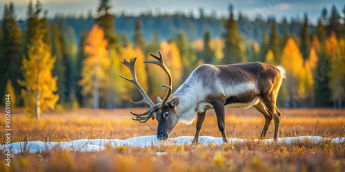 Forced perspective image of tamed reindeer grazing in Siberian taiga photo