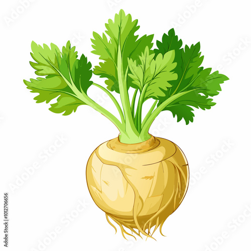 turnip isolated on white background
