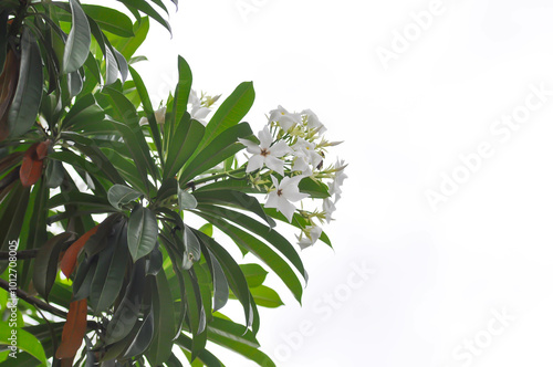 Cerbera Odollam Gaertn or Apocynaceae or pong pong and flowers photo