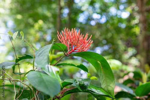 Ixora coccinea flower. Fresh red flowers in the garden