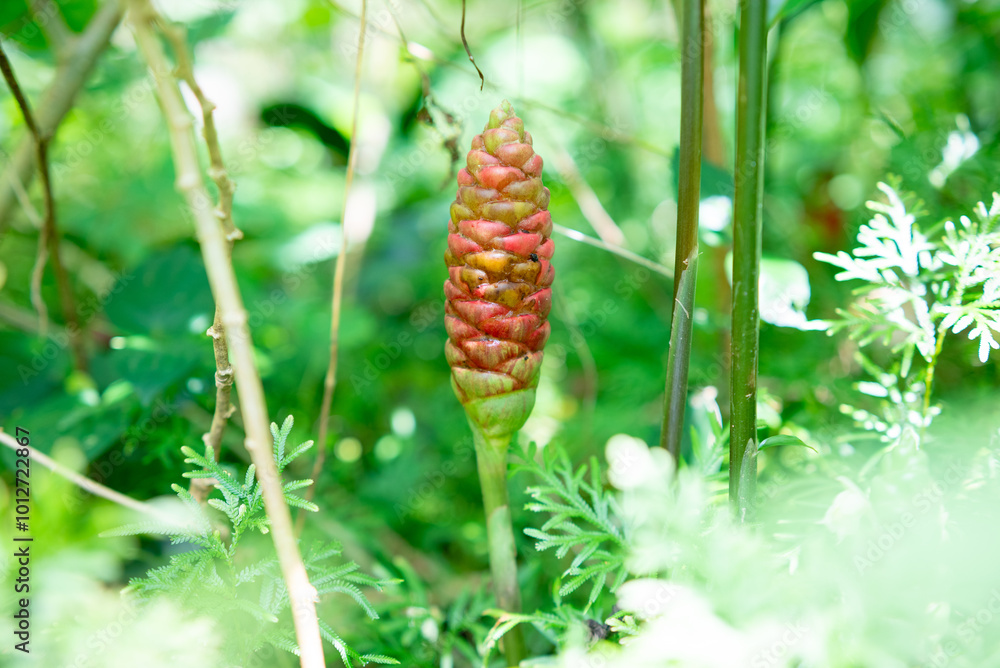 Red Flower. Lempuyang wangi or Zingiber zerumbet, is a type of spice that has medicinal properties. Many are found in Indonesia Red Flower. Lempuyang wangi or Zingiber zerumbet, is a type of spice that has medicinal properties. Many are found in Indonesia