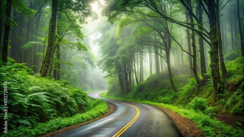 Forest road with foggy mist