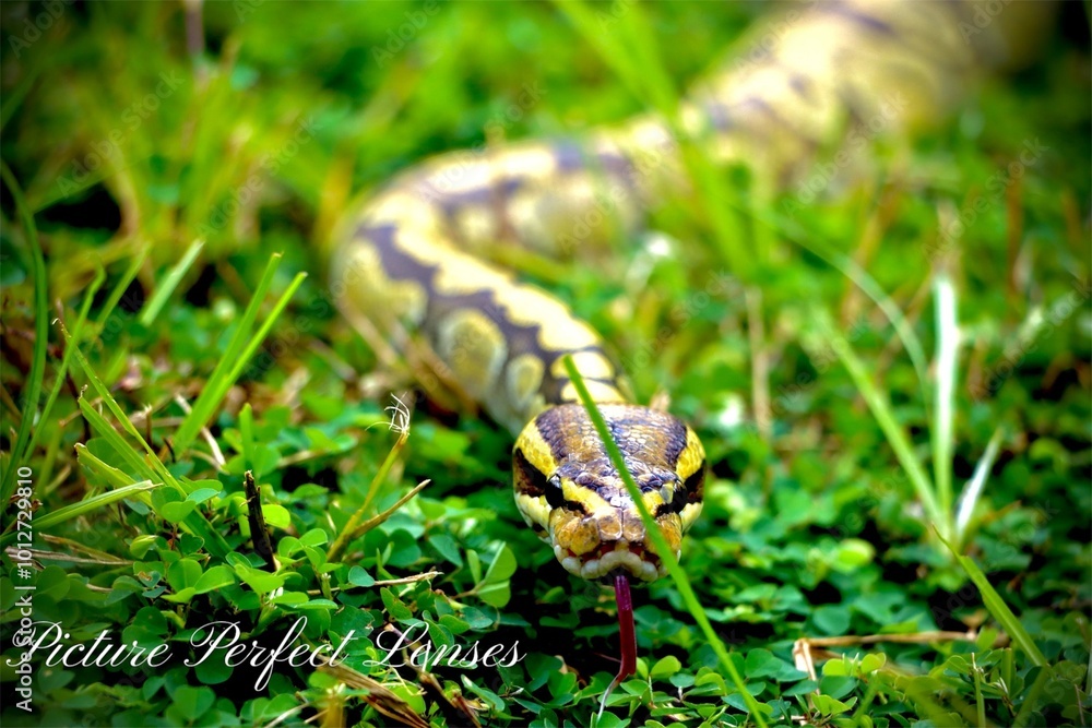 Hypo enchi ball python Hypo enchi ball python