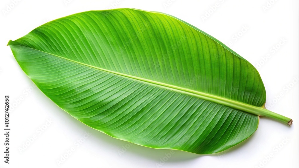Fototapeta premium Fresh banana leaf isolated on white background