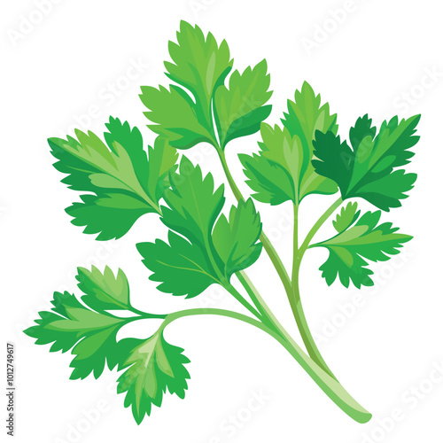 Fresh cilantro vector illustration isolated on a white background