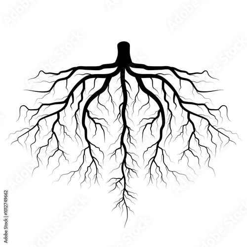black tree roots