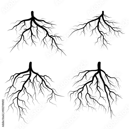 set of tree roots