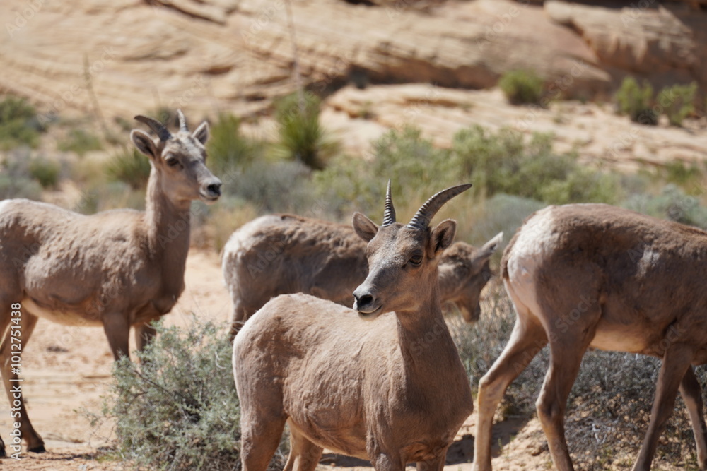 Valley of Fire Bighorn Valley of Fire Bighorn