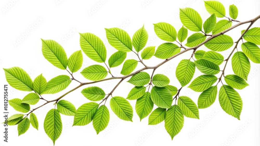 Fresh green leaves branch isolated on white background with clipping path reflected Fresh green leaves branch isolated on white background with clipping path reflected