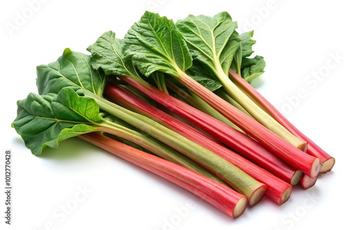 Fresh rhubarb leaf stalks isolated on white background Panoramic