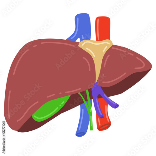 human liver complete with gallbladder, hepatic artery, portal vein and bile ducts. Suitable for educational purposes or medical material