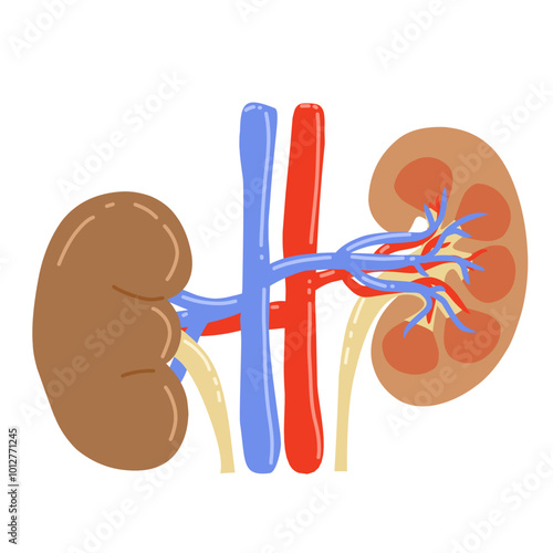 human kidney with renal arteries and veins, and ureters. The kidneys are depicted in brown, the arteries in red, the veins in blue, and the ureters in yellow