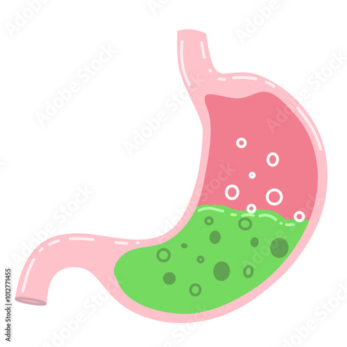 human stomach with a visible acidic environment, characterized by bubbles and a green substance that may represent gastric acid and partially digested food