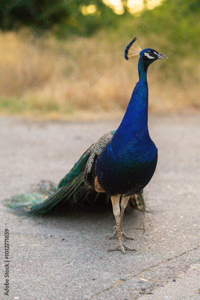 Fototapeta premium Peacock in the city park, Sacramento, CA