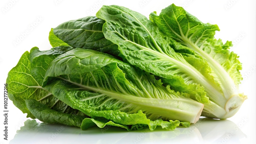 Fresh romaine lettuce on a white background, wide-angle view Fresh romaine lettuce on a white background, wide-angle view