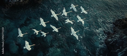 Fototapeta Naklejka Na Ścianę i Meble -  A flock of swans flying over the water, drone view