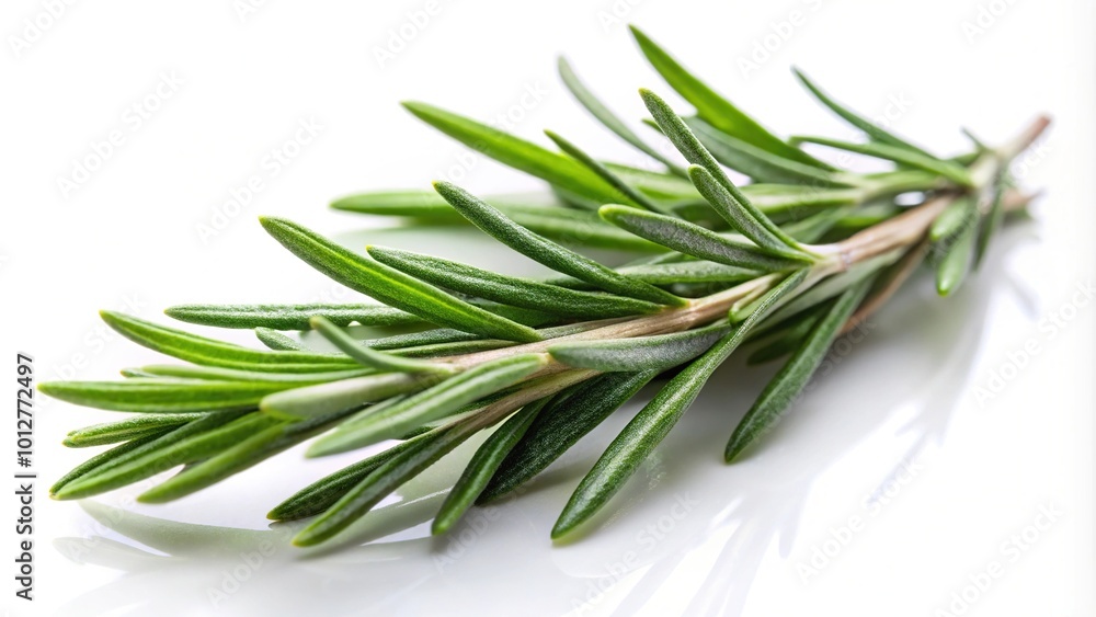 Fresh rosemary isolated on white background Fresh rosemary isolated on white background