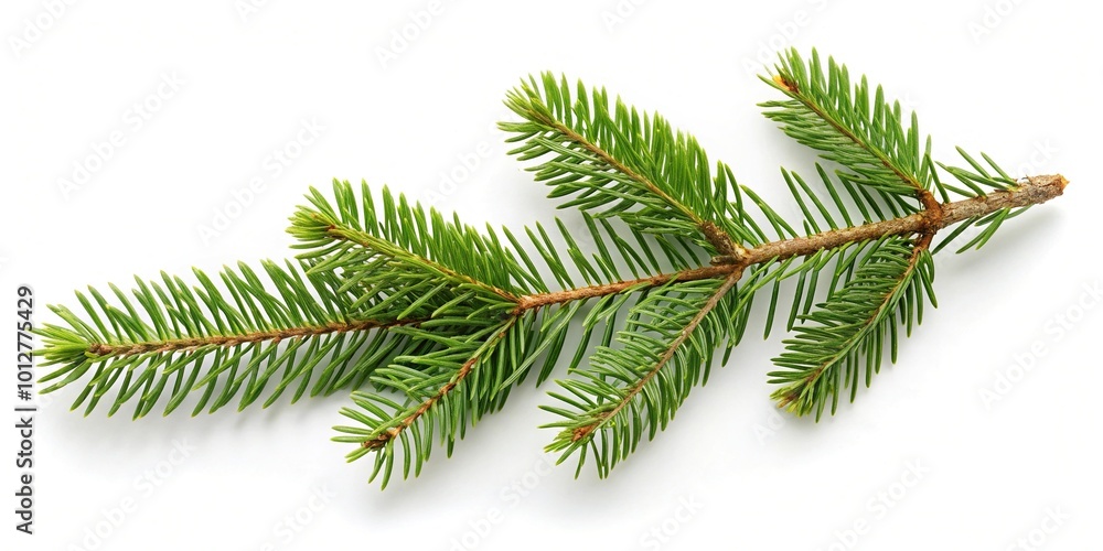 Fresh spruce tree branch isolated on white background Fresh spruce tree branch isolated on white background