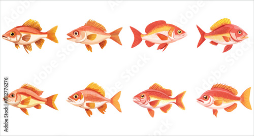 Set of snapper fish vector. Colorful snapper fish illustrations. Tropical snapper fish vector collection. Set of realistic snapper fish vector. Aquarium snapper fish vector illustration