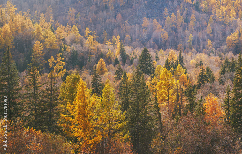 Mountain slope covered with autumn forest, natural background Mountain slope covered with autumn forest, natural background