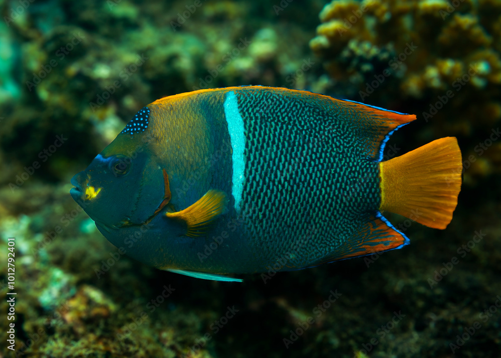 King Angelfish King Angelfish