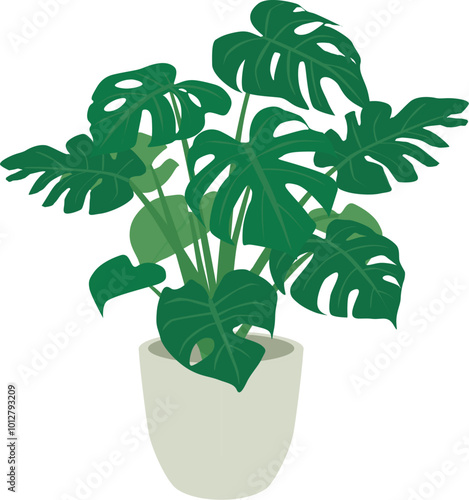 観葉植物　モンステラ
