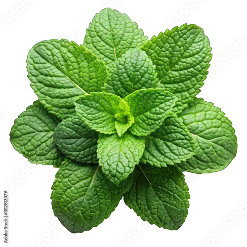 Mint leaves top view isolated on transparent background