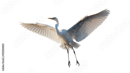 white heron flying on white background. photo